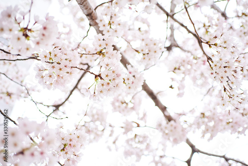 Cherry blossoms to mark the beginning of spring.