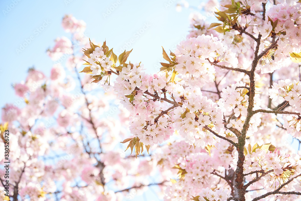 Cherry blossoms to mark the beginning of spring. Cherry blossoms to mark the beginning of spring.
