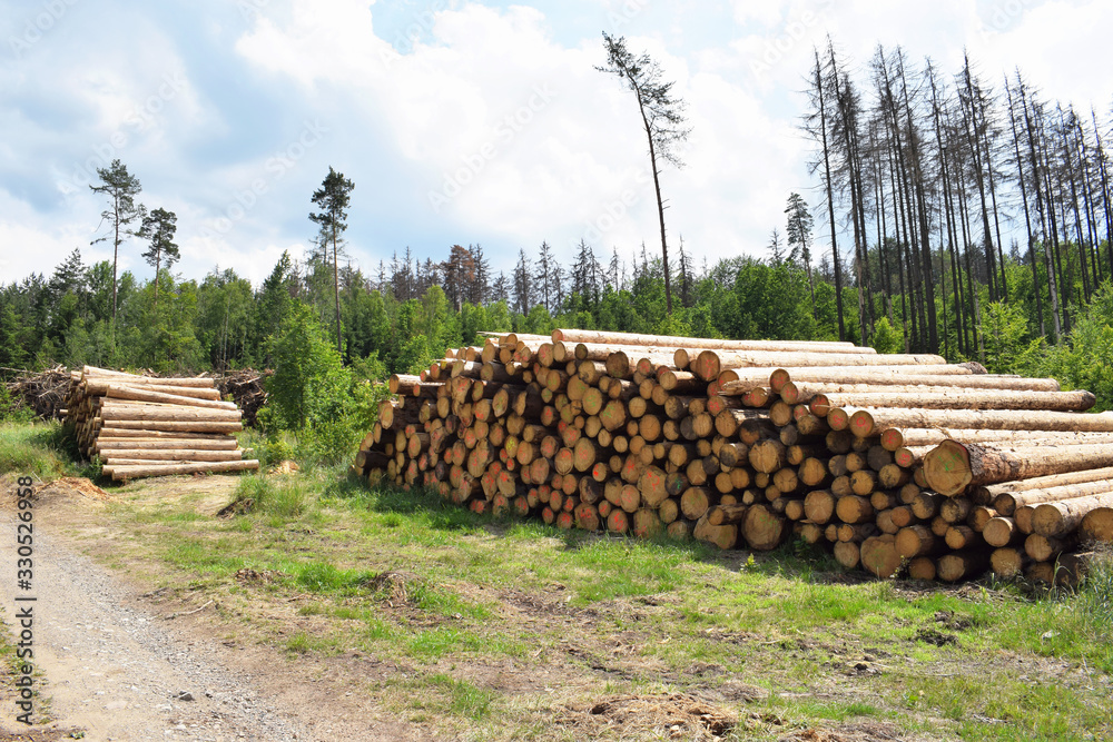 Wood harvested during bark beetle calamity in South Bohemia, Czech Republic
