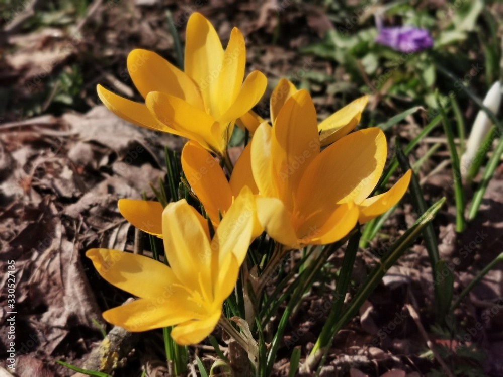 Gelbe Krokusblüten in Nahaufnahme Gelbe Krokusblüten in Nahaufnahme