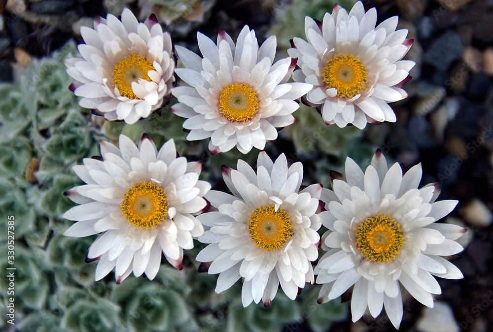 Obraz premium Flower of the straw flower Helichrysum milfordiae, from South Africa