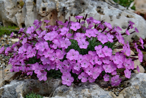 Close up of some beautiful Dianthus grantianopolitanus flowers