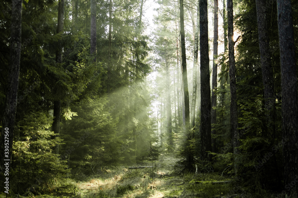 Fototapeta Sunlight shines through trees in the forest