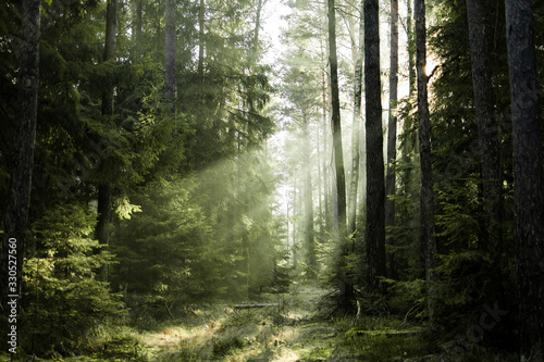 Fototapeta Naklejka Na Ścianę i Meble -  Sunlight shines through trees in the forest