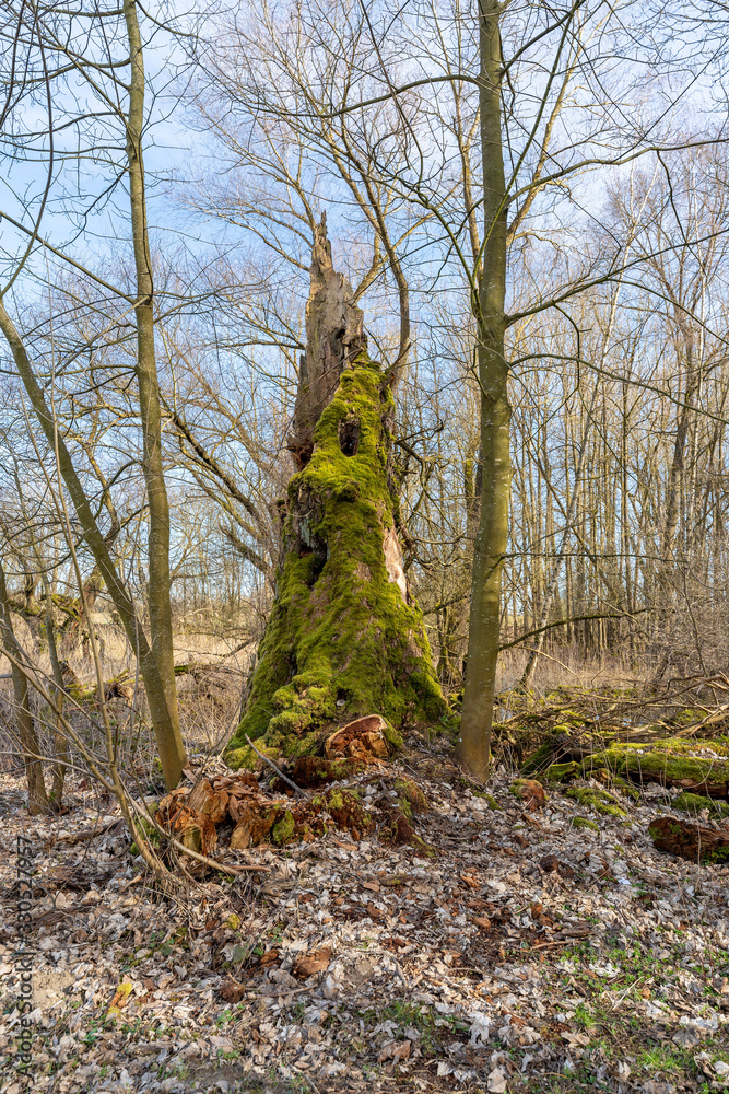 Landschaft, Altwasser im Frühling an der Donau bei Straubing Landschaft, Altwasser im Frühling an der Donau bei Straubing