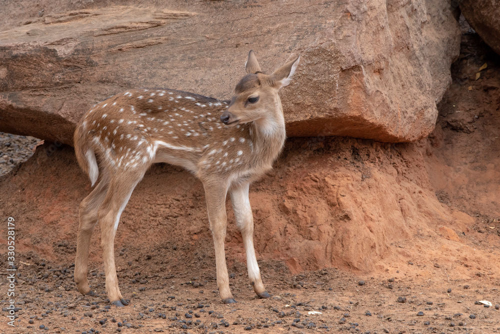 A young deer stand under the brown stone. A young deer stand under the brown stone.