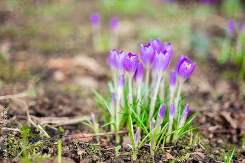 violet crocus flowers close up macro on green background. Early spring first flowers blooming © lamapacas