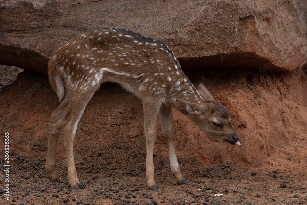 A young deer stand under the brown stone. A young deer stand under the brown stone.