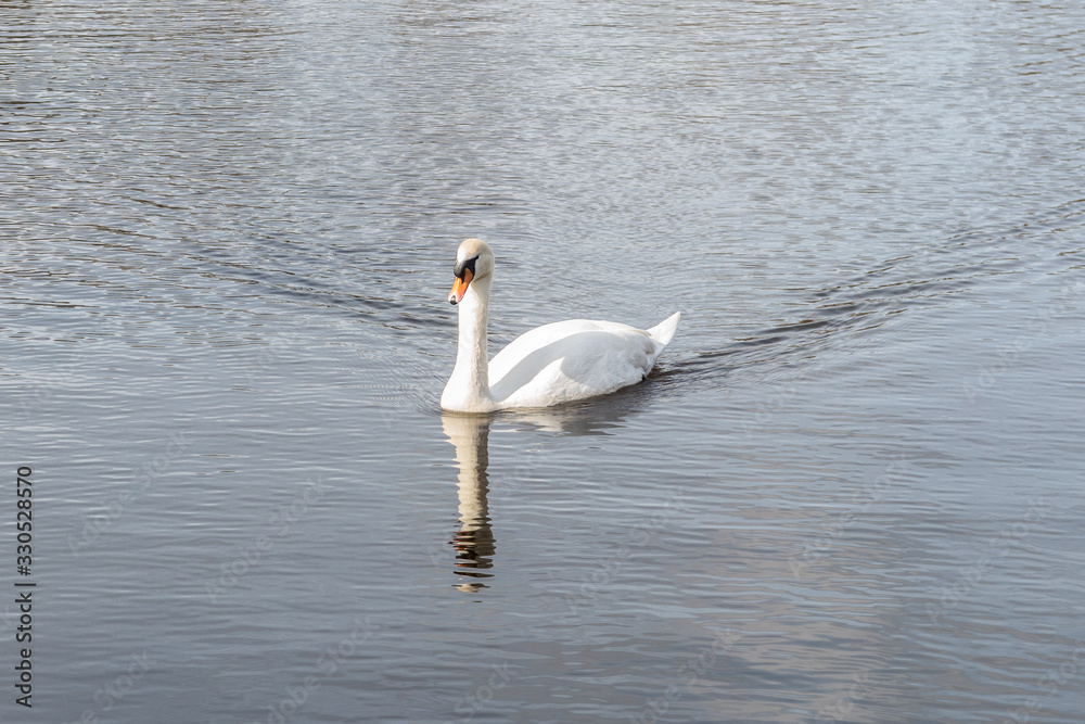 Trittau Mill Pond - Swan Trittau Mill Pond - Swan