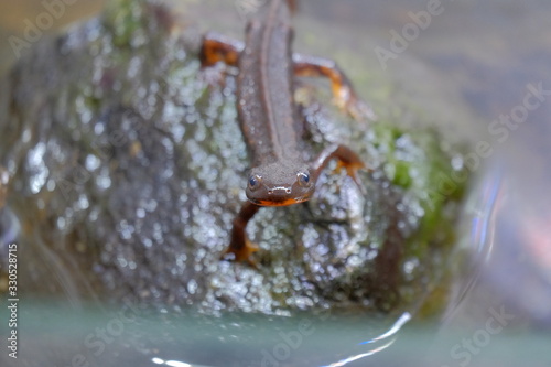 Photograph of kept Japanese endemic Shiriken newt