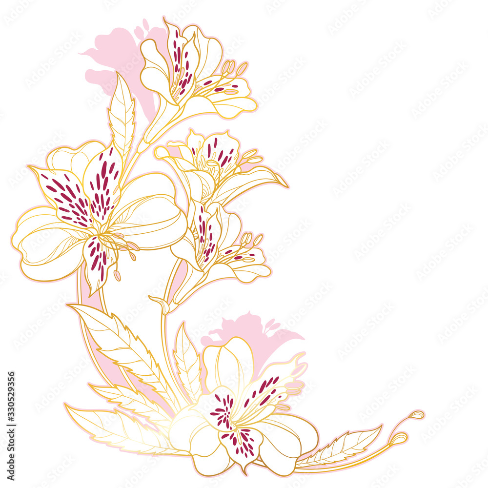 Corner bouquet of outline tropical Alstroemeria or Peruvian or Incas lily bunch and leaf in pink and gold isolated on white background.