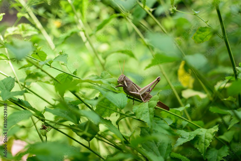 Locust perched on a native plant by eating a leaf Locust perched on a native plant by eating a leaf