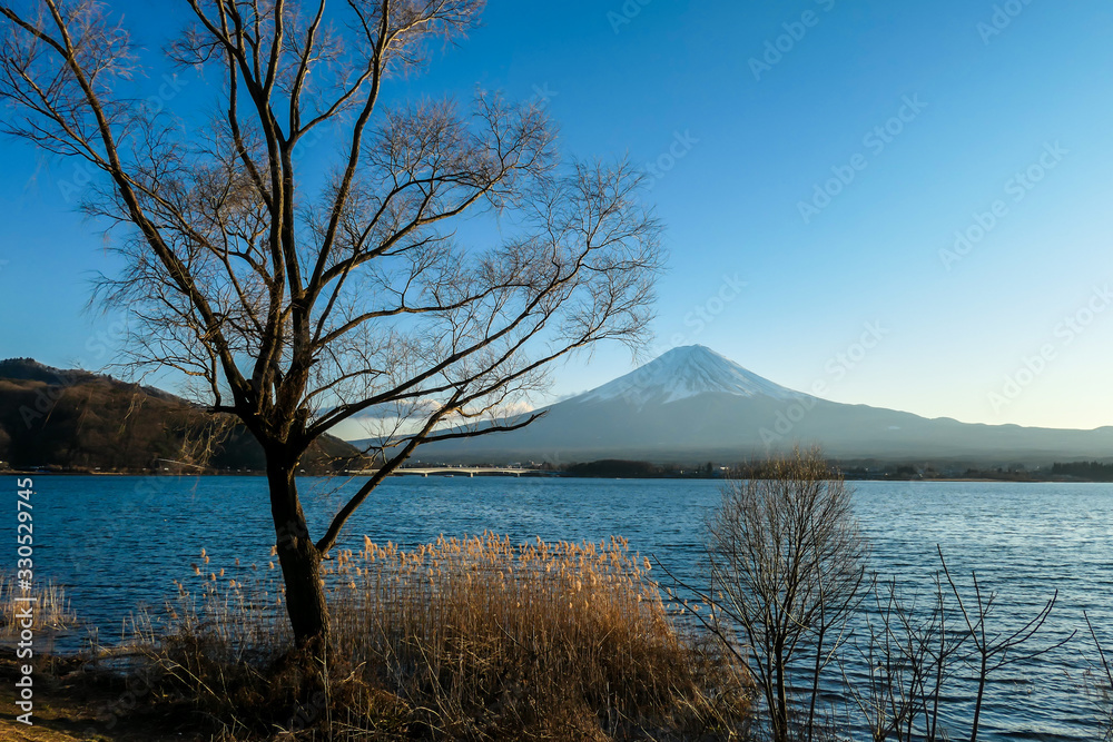 An idyllic view on Mt Fuji from the side of Kawaguchiko Lake, Japan, disturbed by tree branches. The mountain is surrounded by clouds. The top of the volcano is covered with snow. Calm lake's surface