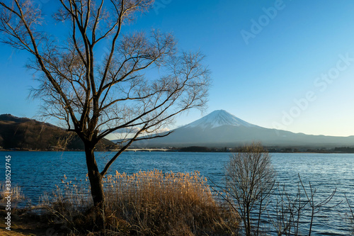 An idyllic view on Mt Fuji from the side of Kawaguchiko Lake, Japan, disturbed by tree branches. The mountain is surrounded by clouds. The top of the volcano is covered with snow. Calm lake's surface © Chris