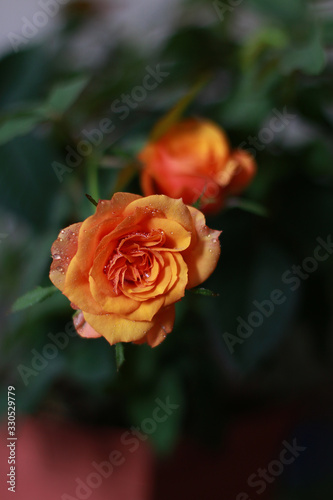  yellow, red roses in a brown pot