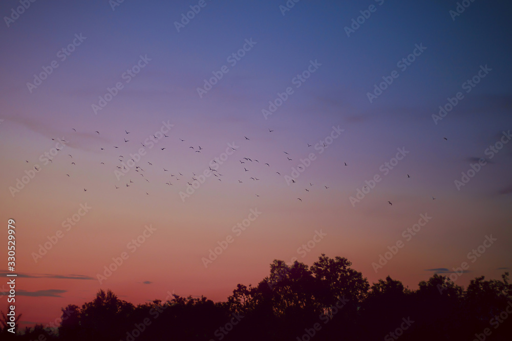 Fototapeta premium Birds against the sunset sky