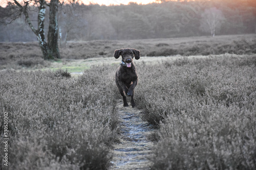 Dog walking on the moor 