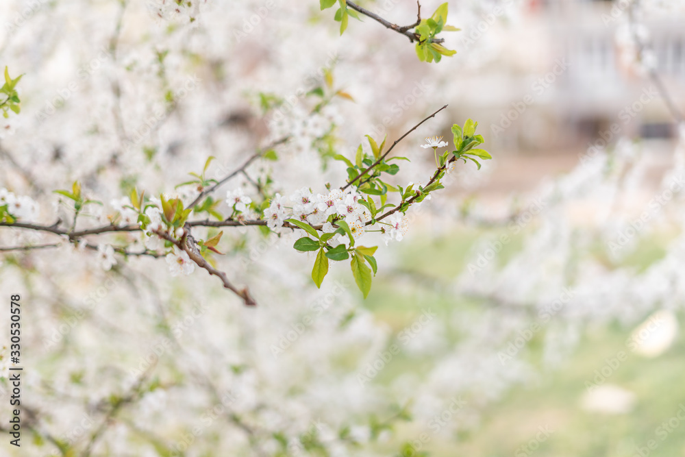 flowering cherry plum tree, cherry plum tree blossoms beautifully with white flowers in the park flowering cherry plum tree, cherry plum tree blossoms beautifully with white flowers in the park