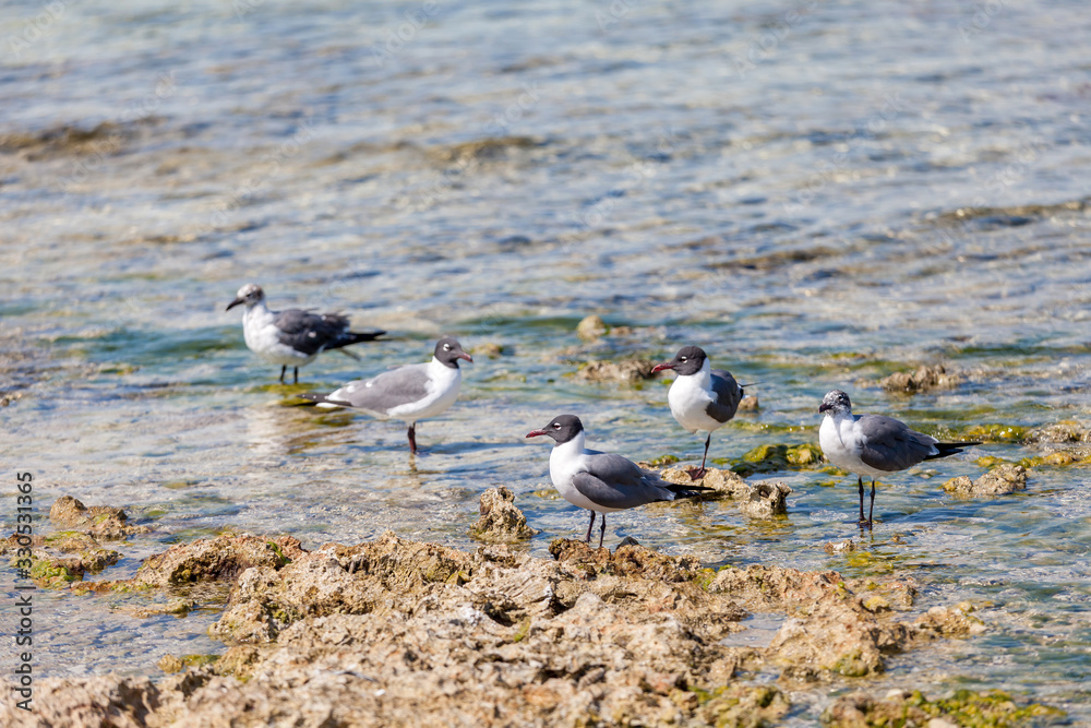 Seagulls at the beach shore Florida keys, USA Seagulls at the beach shore Florida keys, USA