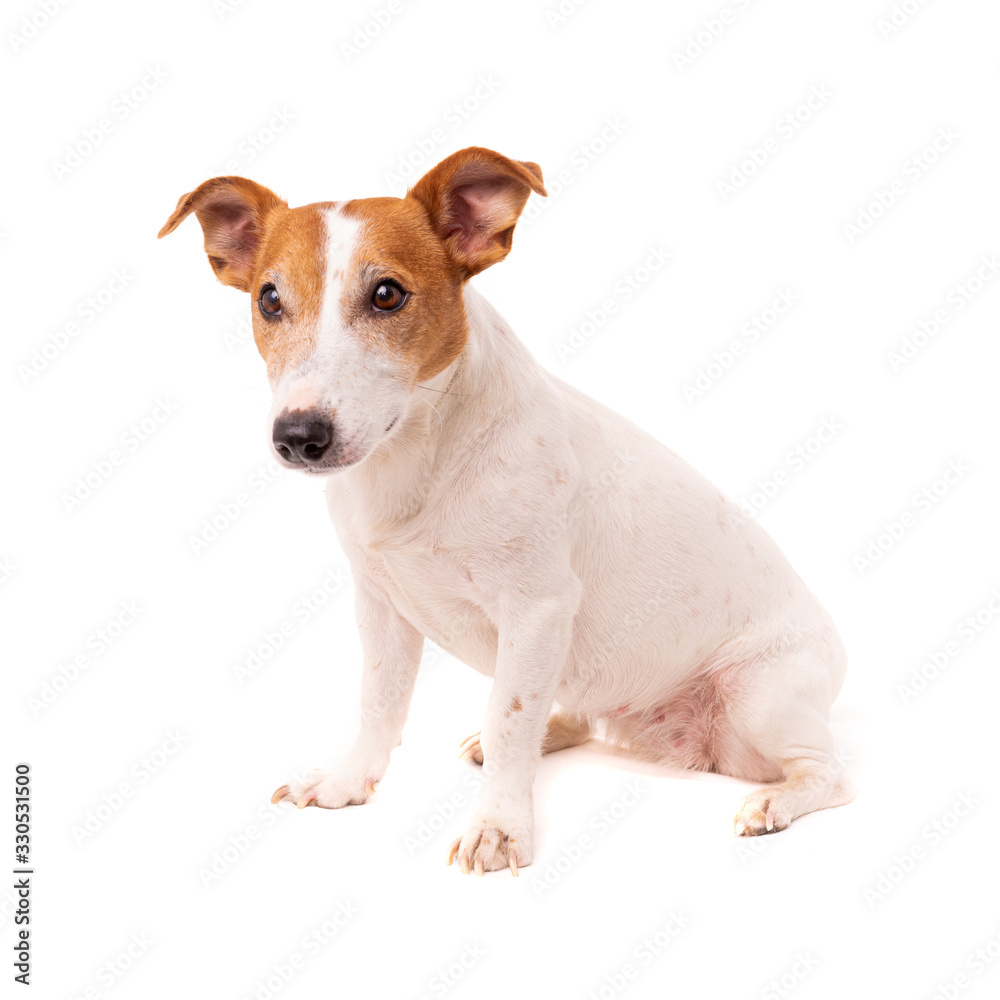 dog jack russell terrier looks up on a white background