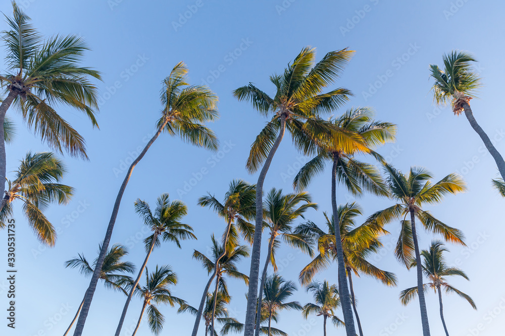 Obraz premium Tropical paradise, palm trees, looking up