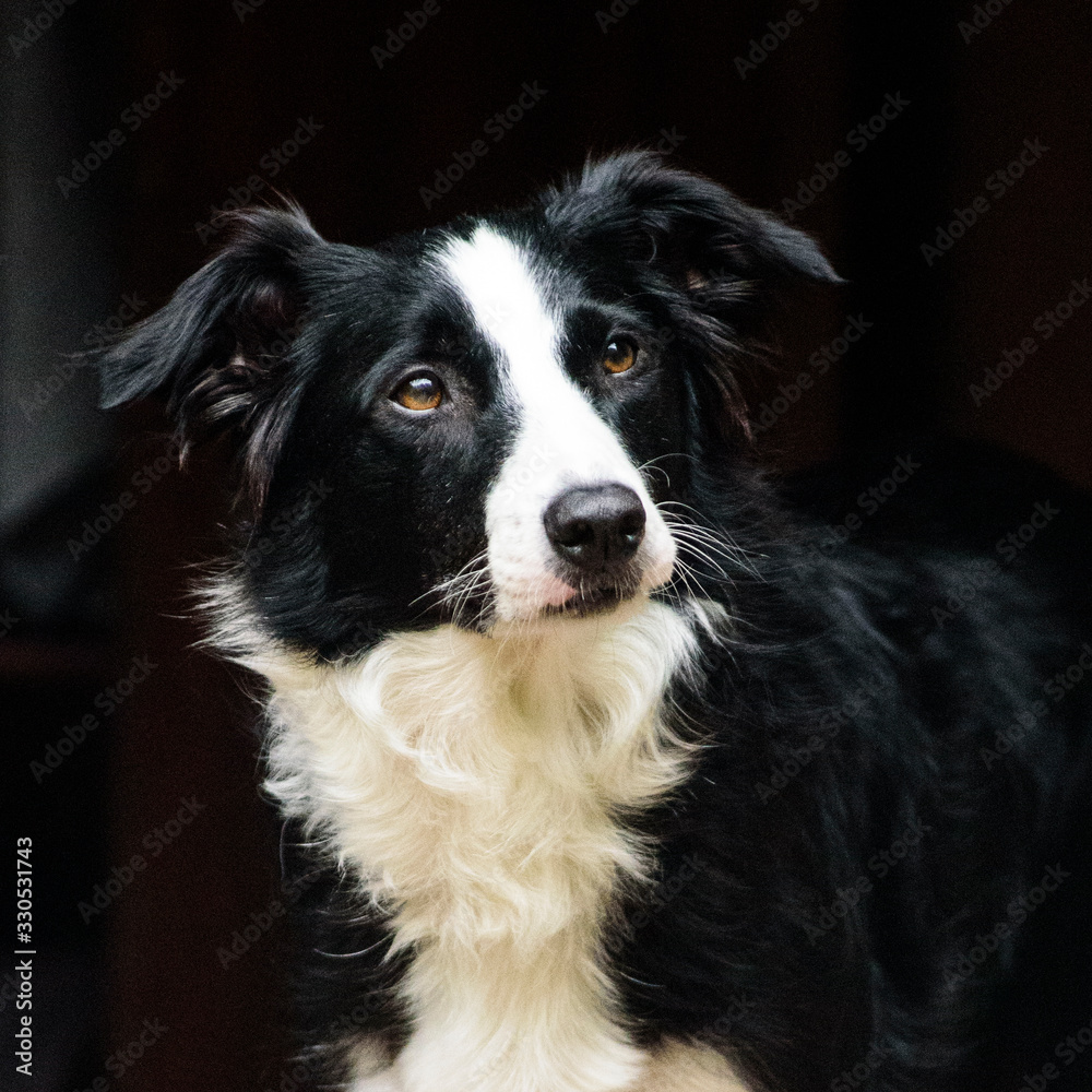 Border collie smart dog black and white portrait look up