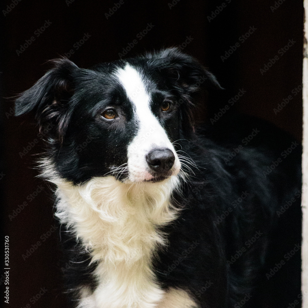 Border collie smart dog black and white portrait look forward