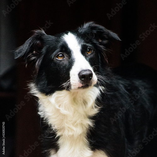 Border collie smart dog black and white portrait look up © Sol Figueroa