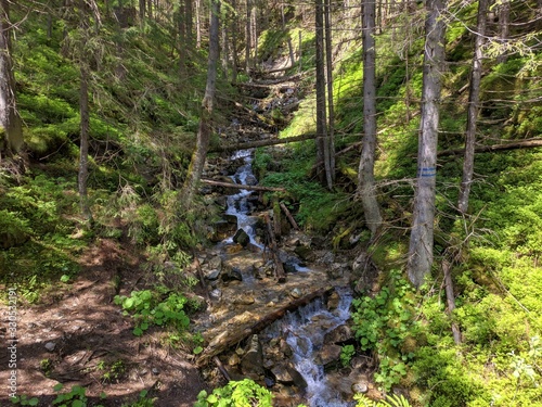 Mountain stream surrounded by green forest in spring