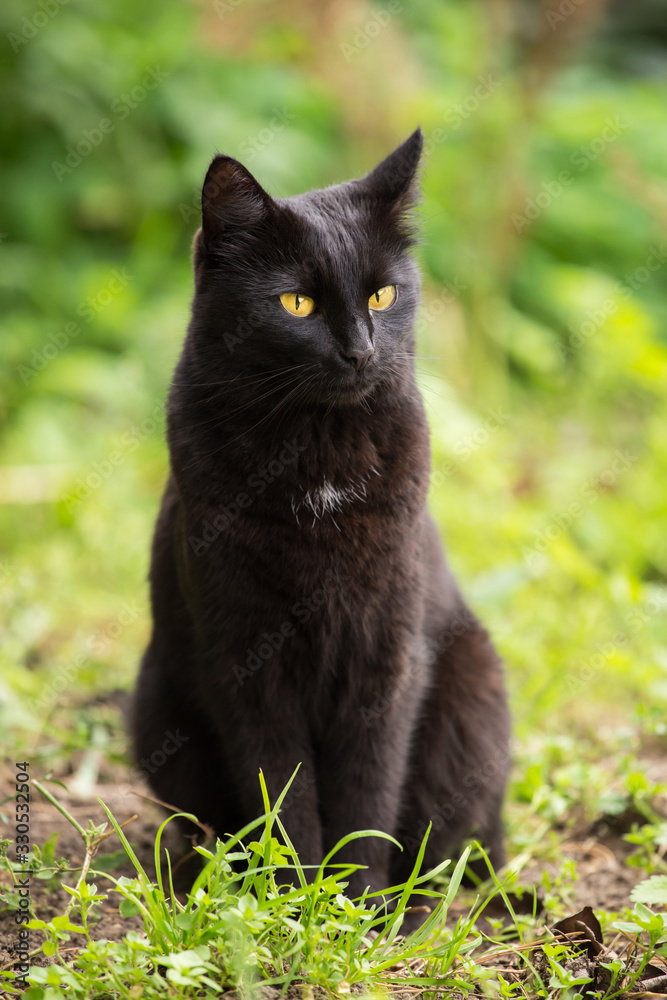Beautiful cute bombay black cat with yellow eyes and insight look sits in green grass in nature in spring garden, meadow, lawn