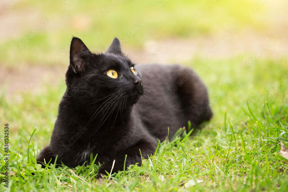 Beautiful bombay black cat portrait with yellow eyes and attentive look lies in spring grass in nature. Сat is looking in the right, copyspace