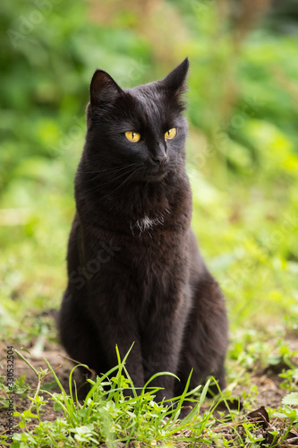 Beautiful cute bombay black cat with yellow eyes and insight look sits in green grass in nature in spring garden, meadow, lawn