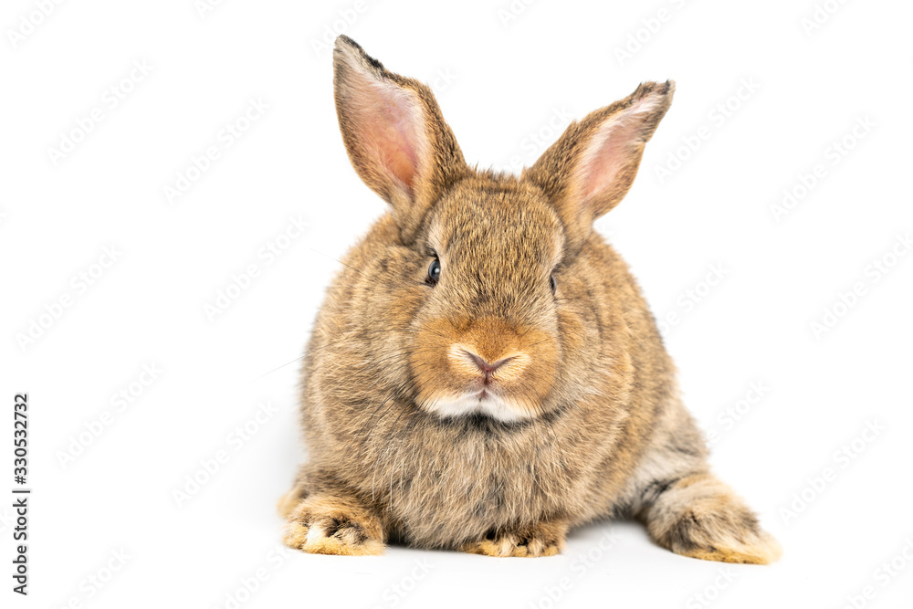 Furry and fluffy cute red brown rabbit erect ears are sitting look in the camera, isolated on white background. Concept of rodent pet and easter.