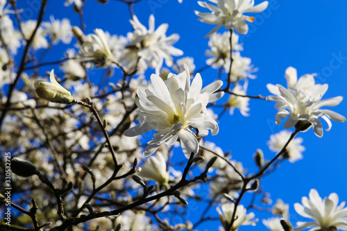 Low angle view on isolated magnolia tree with white blossoms against blue sky with cumulus clouds in spring