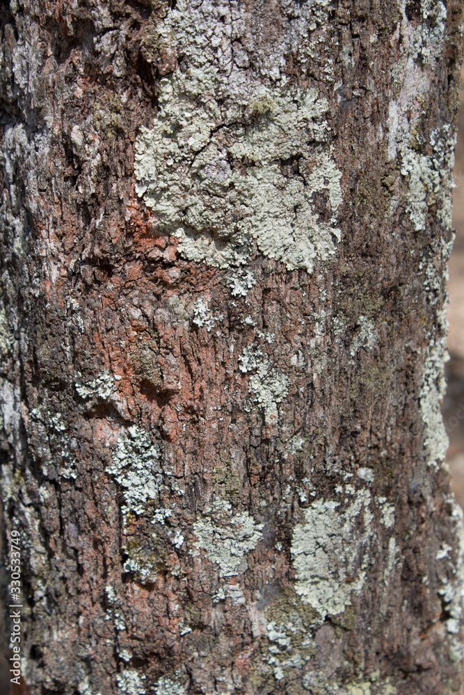 Moss on the wooden trunk of a tree Moss on the wooden trunk of a tree