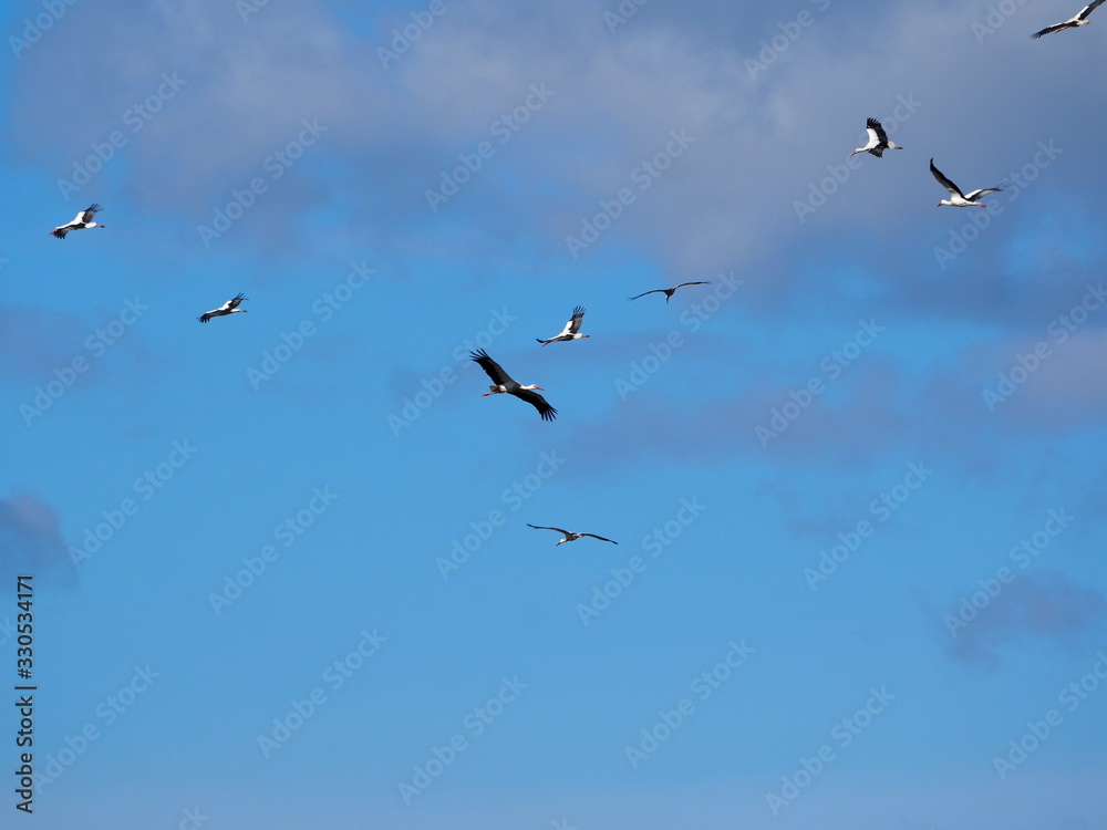 cigüeñas volando bajo el cielo nublado del lago de ivars y vila sana, lerida, españa, europa cigüeñas volando bajo el cielo nublado del lago de ivars y vila sana, lerida, españa, europa