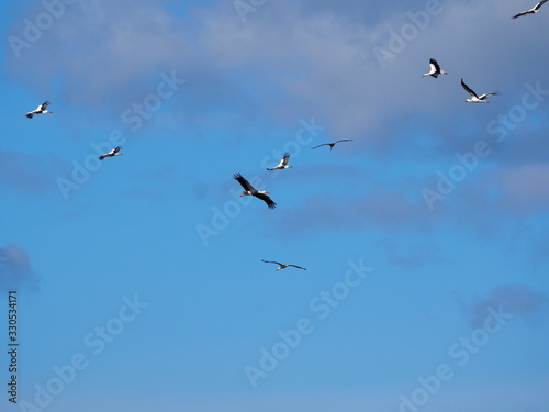 cigüeñas volando bajo el cielo nublado del lago de ivars y vila sana, lerida, españa, europa