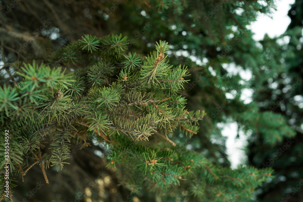 Branches of a coniferous tree, spruce. Forest. Branches of a coniferous tree, spruce. Forest.
