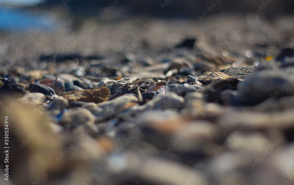 Background of shells and stones on the beach Background of shells and stones on the beach