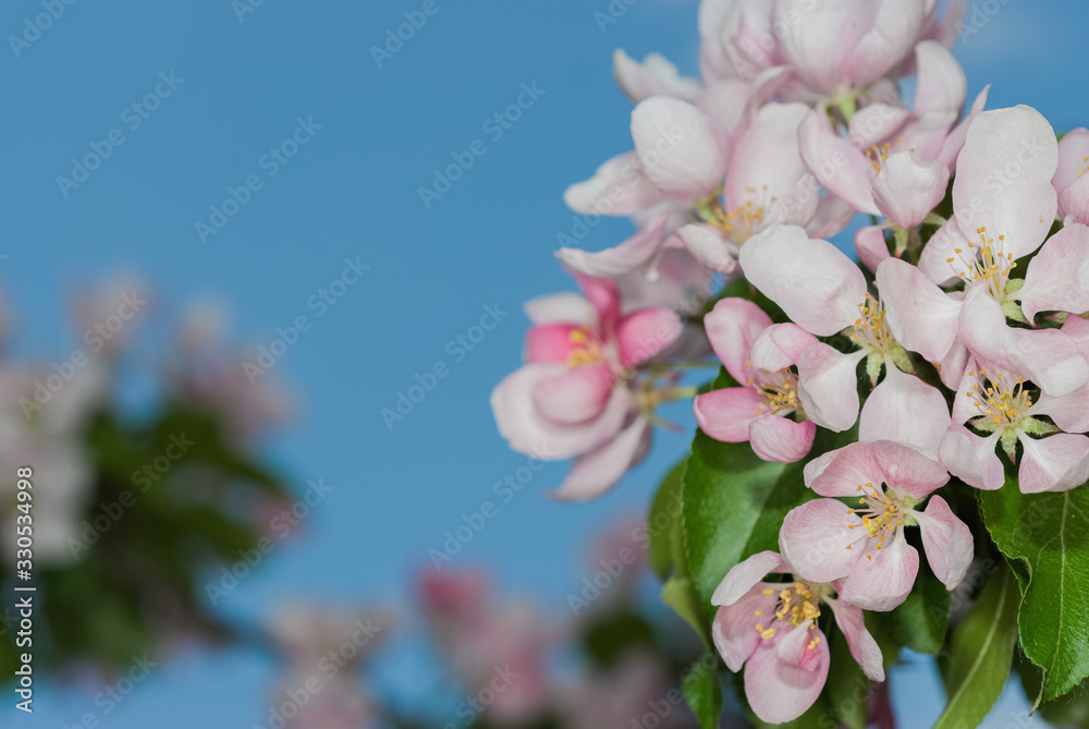 Obraz premium Вackground spring- flowers apple