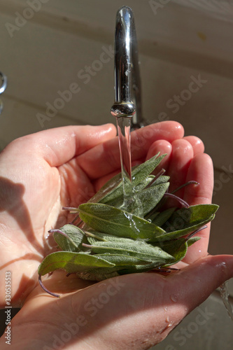 Hands Washing Fresh Garden Sage Leaves