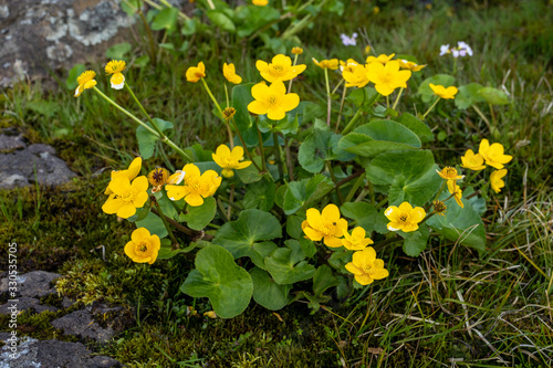 Caltha is a genus of rhizomatous perennial flowering plants in the family Ranunculaceae   buttercup family   in Faroe Islands