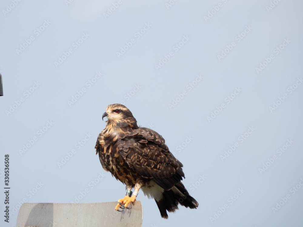 Snail Kite Snail Kite