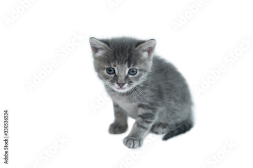little cute gray kitten with blue green eyes on a white isolated background close-up british breed
