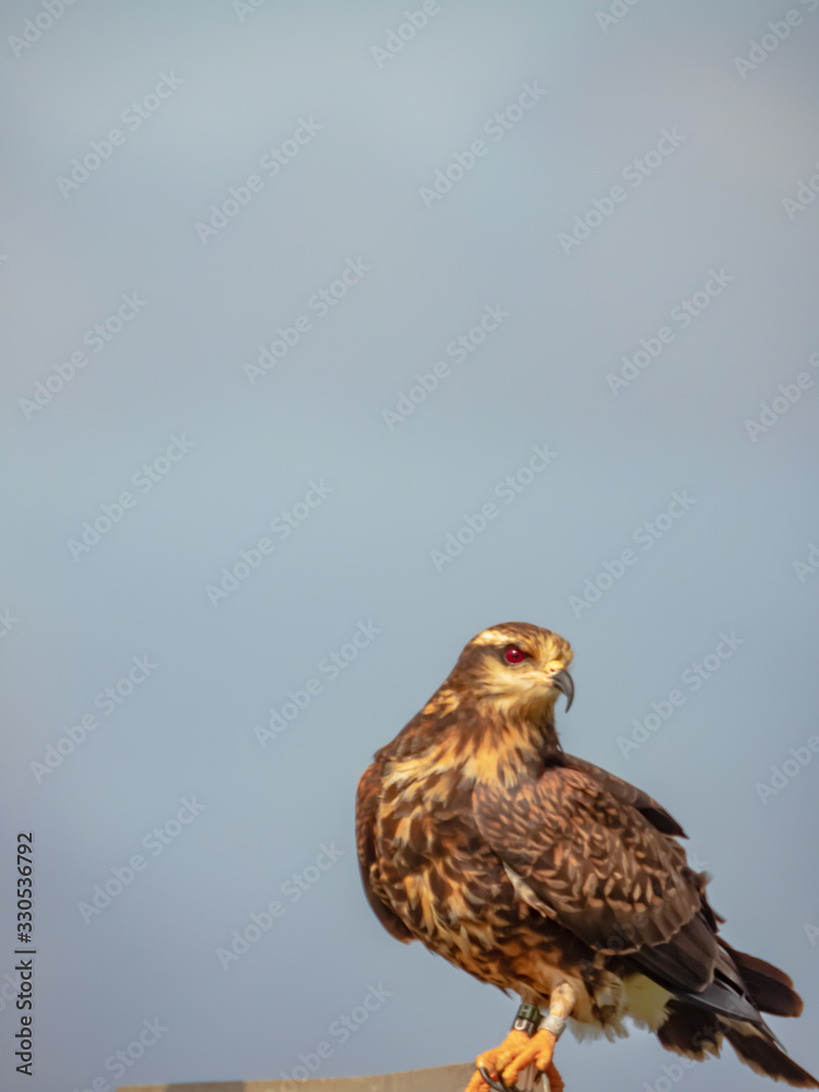 Snail Kite Snail Kite