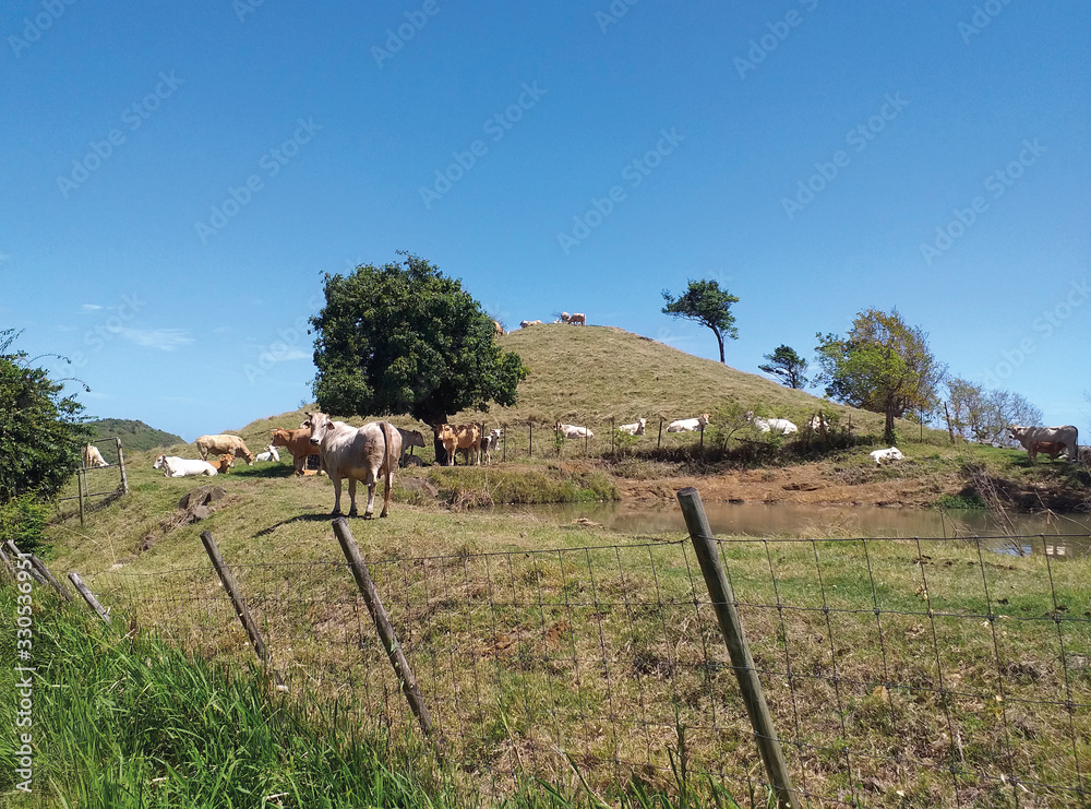 Cows grazing in fenced field under a Caribbean blue sky. Tropical wild nature. French West Indies.