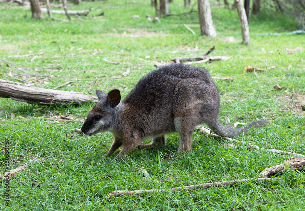 Close up photo of a wallaby with green background Close up photo of a wallaby with green background