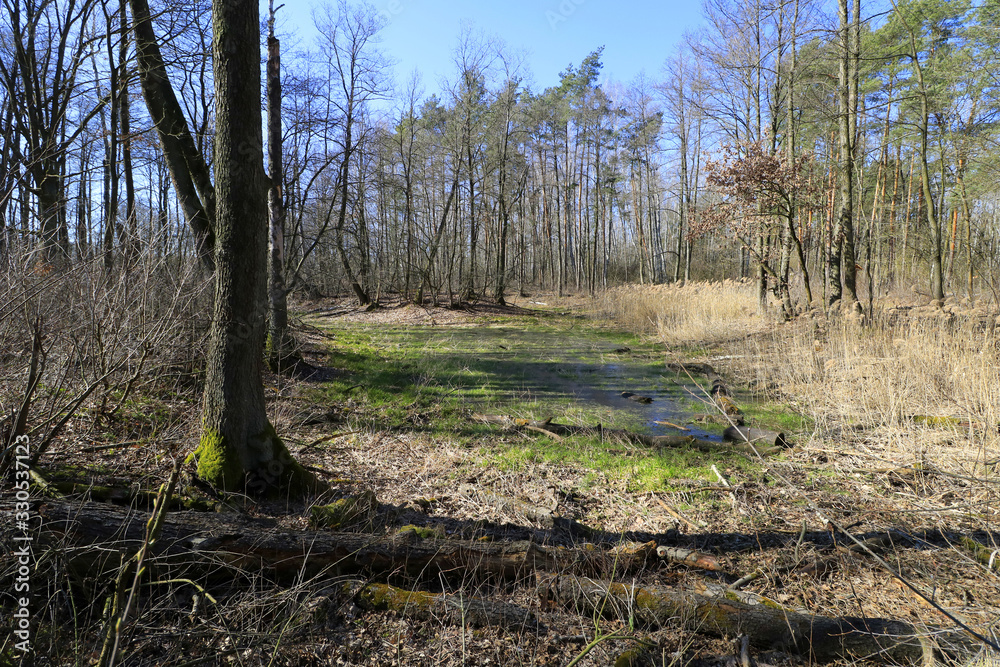 Swamps (Opalen lake) in Kampinos National Park, Mazovia, Poland