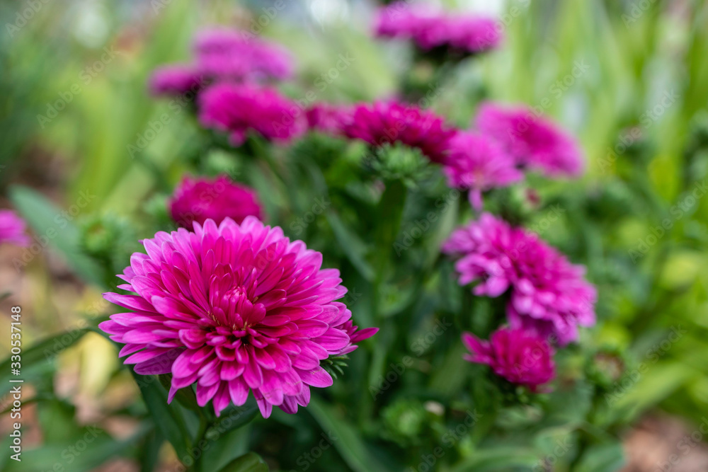 Purple flowers in flower bed in Faroe Islands Purple flowers in flower bed in Faroe Islands