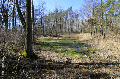 Obraz na płótnie Swamps (Opalen lake) in Kampinos National Park, Mazovia, Poland w salonie